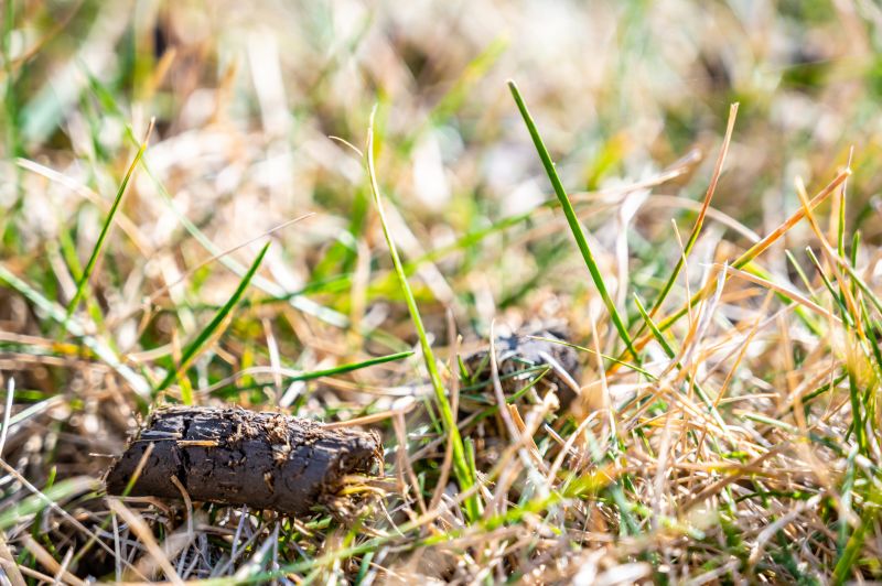 Aeration And Seeding