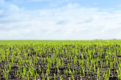 Aeration And Seeding