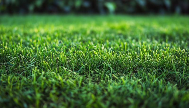 Bentgrass Sod Installation in Ventura County, CA