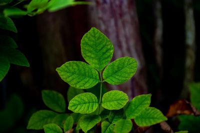 Poison Oak Removal in Lancaster County, PA