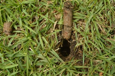 Soil Holes After Aeration
