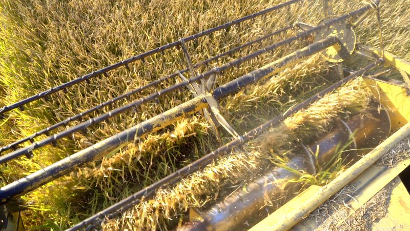 Aeration and Seeding